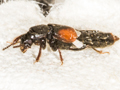 Bledius opacus